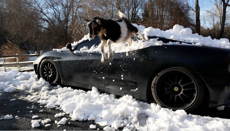 Illustration for article titled Goats Atop Ferraris, Part Deux: Snowpocalypse Edition
